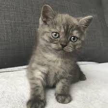Фолд .1 месяц .Приучены.