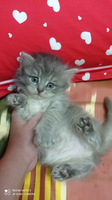 Породистые котята от сер. Шеншиллы