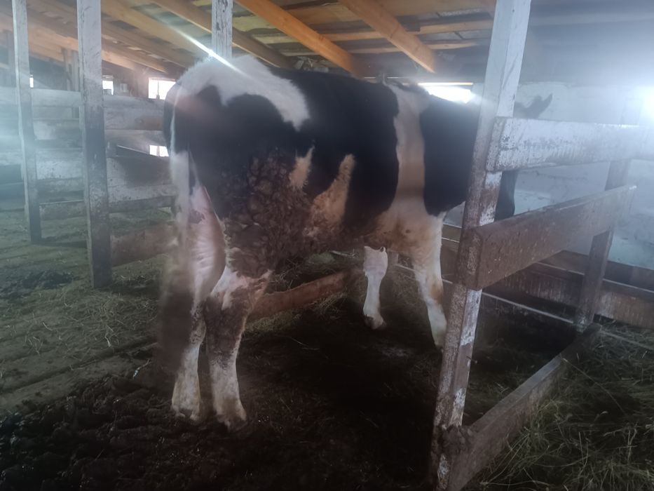 Бычки, быки, крс, молодняк откорм