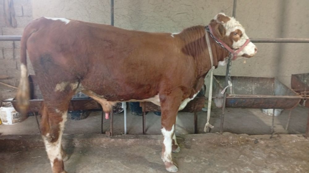 Simmental buqacha sotiladi