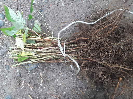 Корени целогодишни малини сорт "ЛЮЛИН"