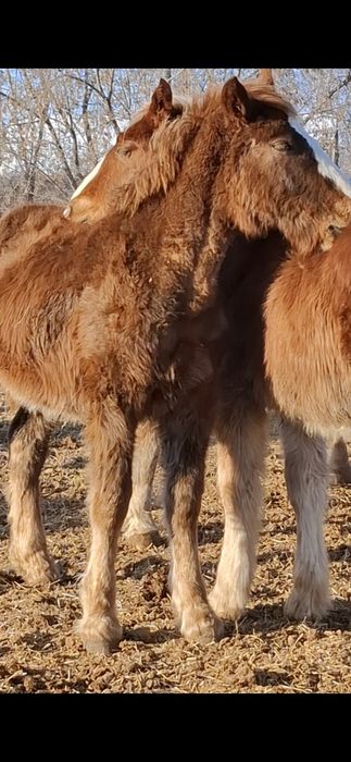 Жеребята- жеребчики