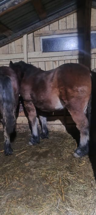 Vând un mânz  si o mânză  in varstra de 10 luni