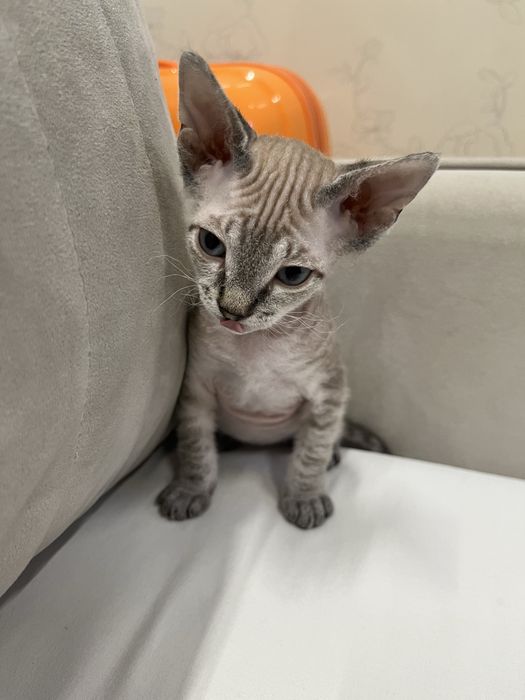 отдаю котенка в добрые руки