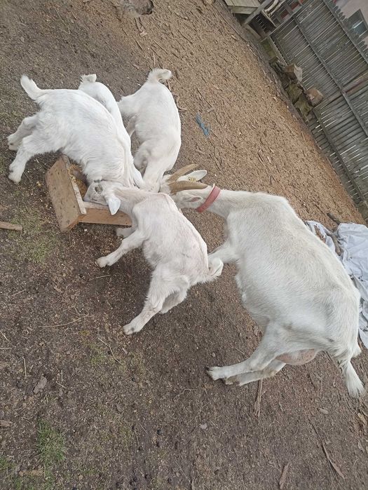 Disponibil iezi metis sannem și anglonubian