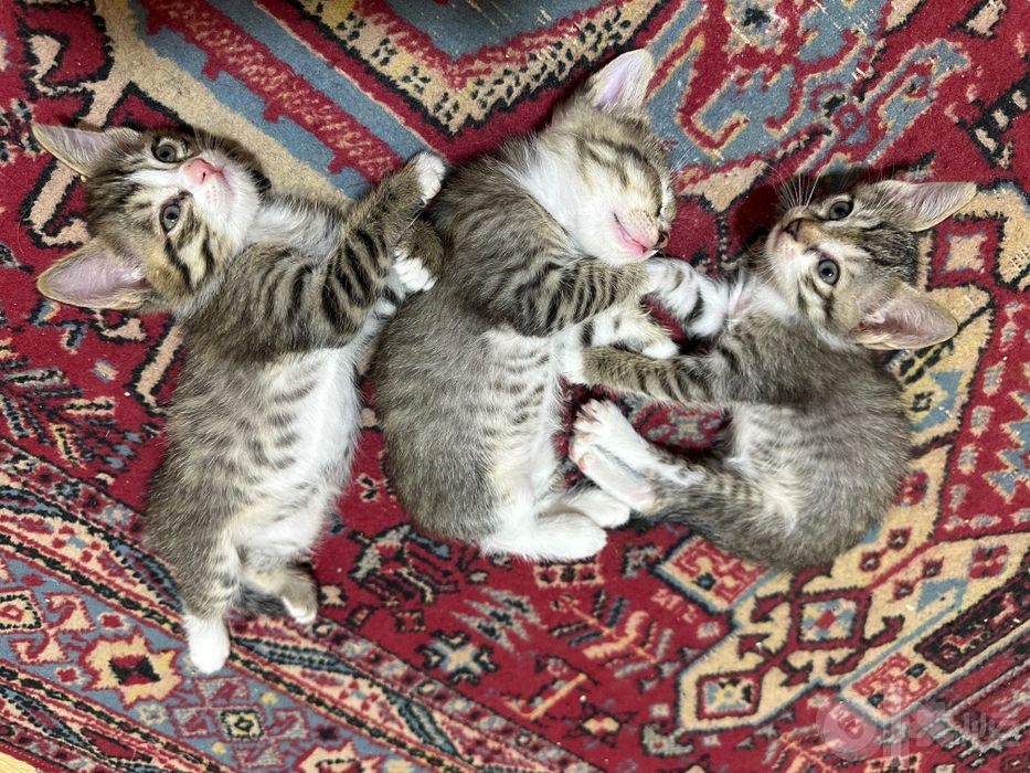 Mushuk bolalari beriladi yahshi qollarga