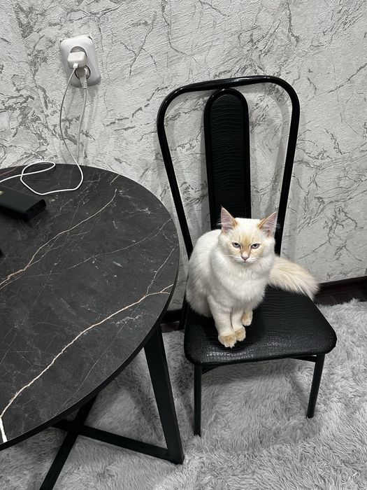 Потерялся котик костанай