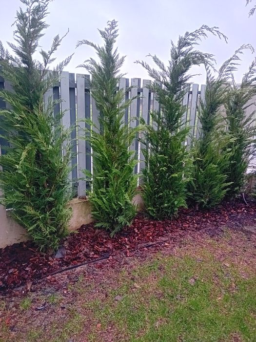 Amenajez gradini spați verzi cu plante ornamentale naturale