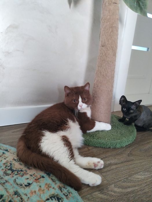 British shorthair cu pedigree