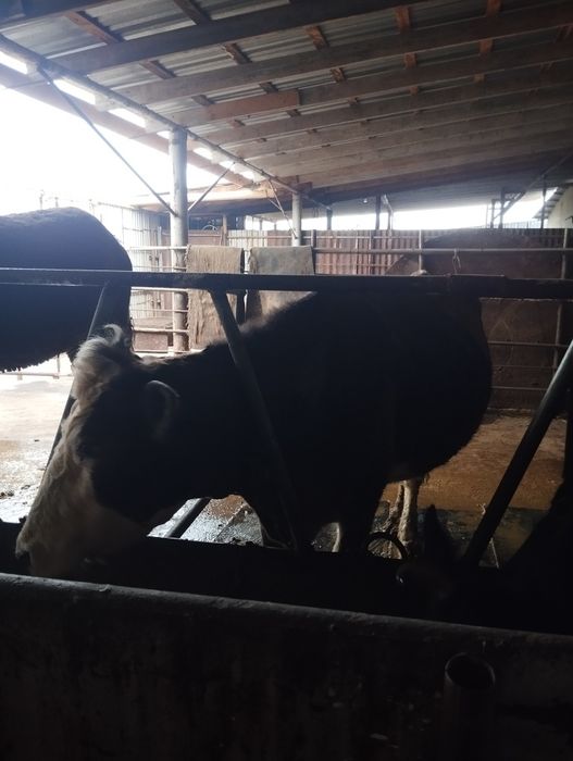 Карова на продаже