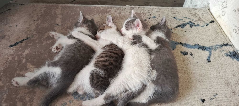 Мушук болалари бор чиройли соғлом йахши инсонларга  хадийага берилади