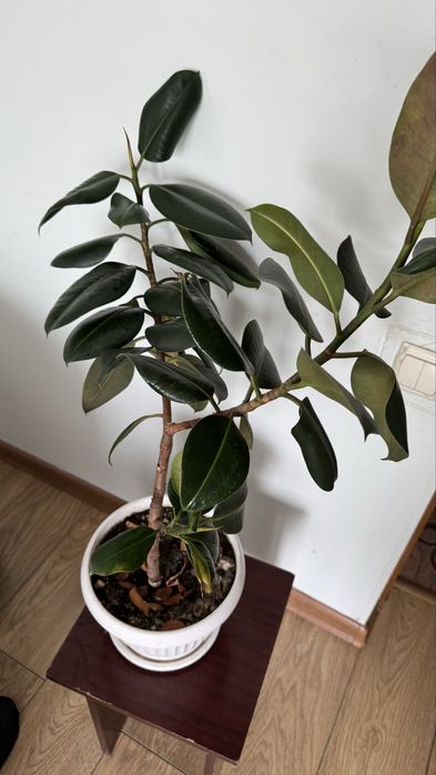 Комнатные цветы в горшке