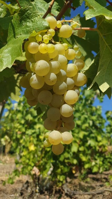 Struguri de vin Huși