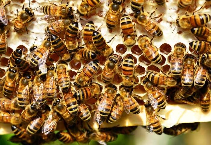 Мед пчелиный, натуральный, горный