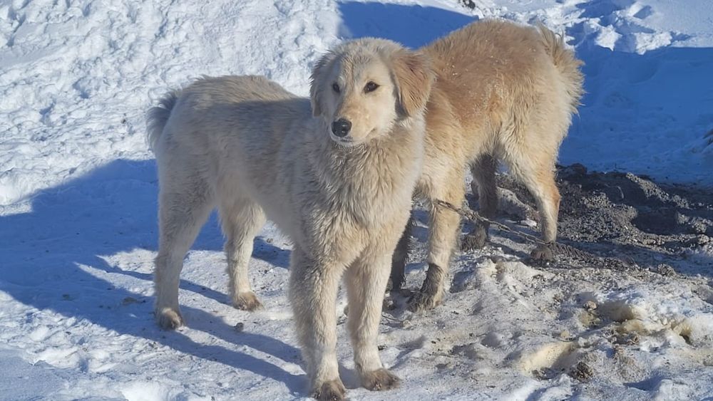 Төбет ит сатылады