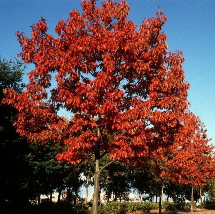 Stejar Rosu American