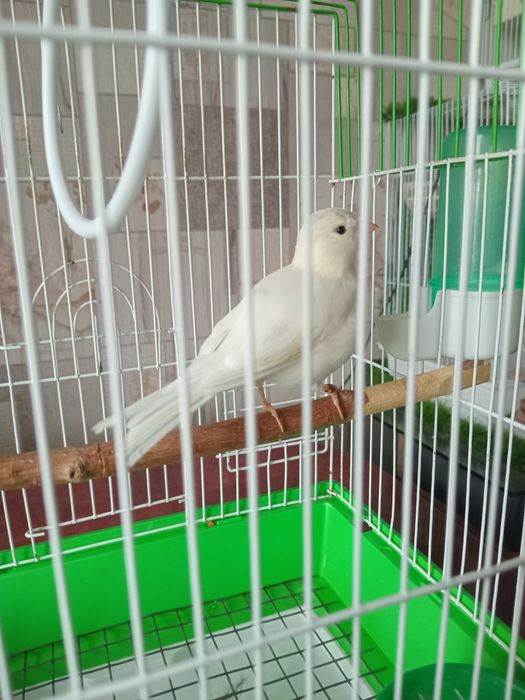 Кенарь,  Файф/Фенеси.