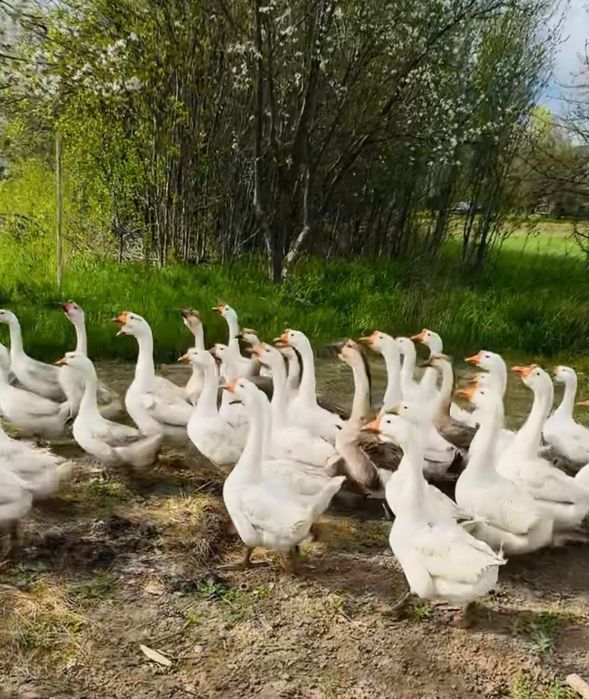 Gaste de 3-4 kg crescute la tara