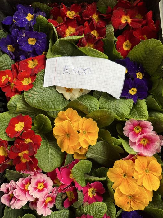 Жуда чиройли гуллар ҳовли ва тувак гуллар оптим  ва доннага ҳам бор ке