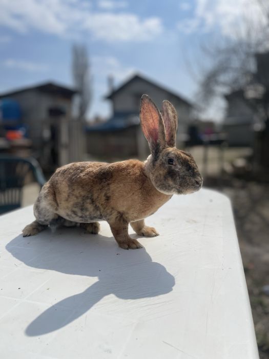 Vand sau schimb cu porumbei,iepuri sau pasari de curte