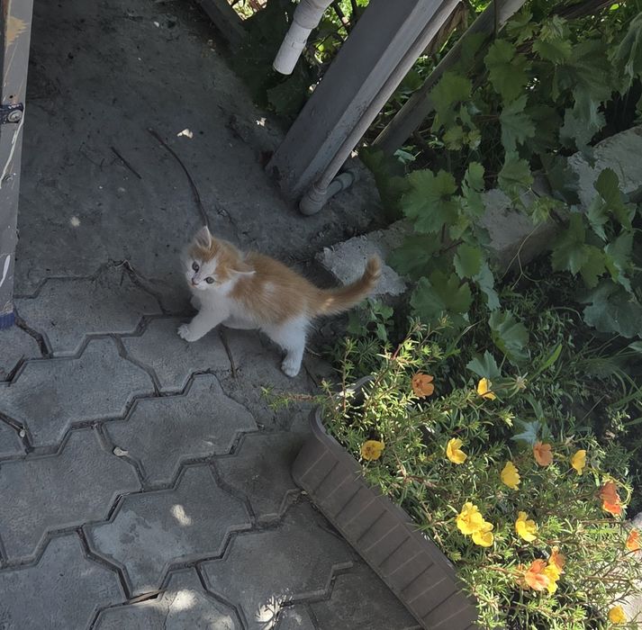 Отдам котят в хорошие руки