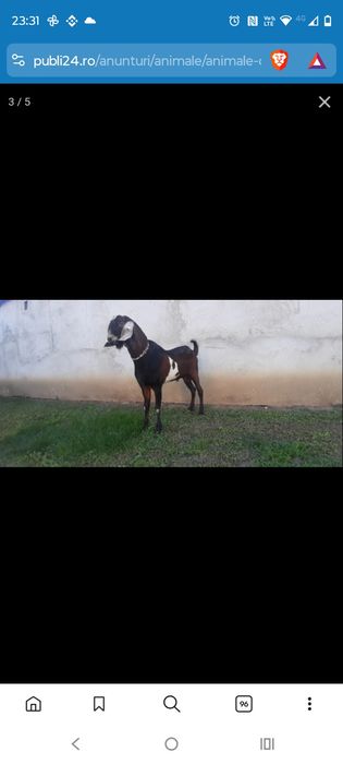 Iedut anglonubian 75%