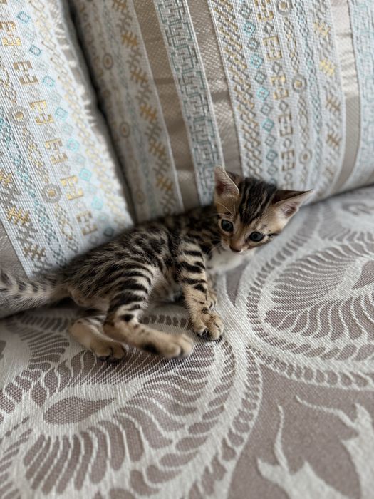 Котенок бенгальский