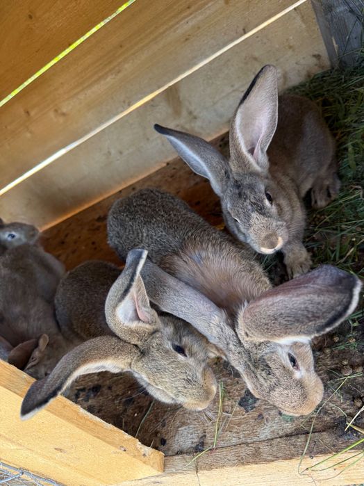 Iepuri uriași german