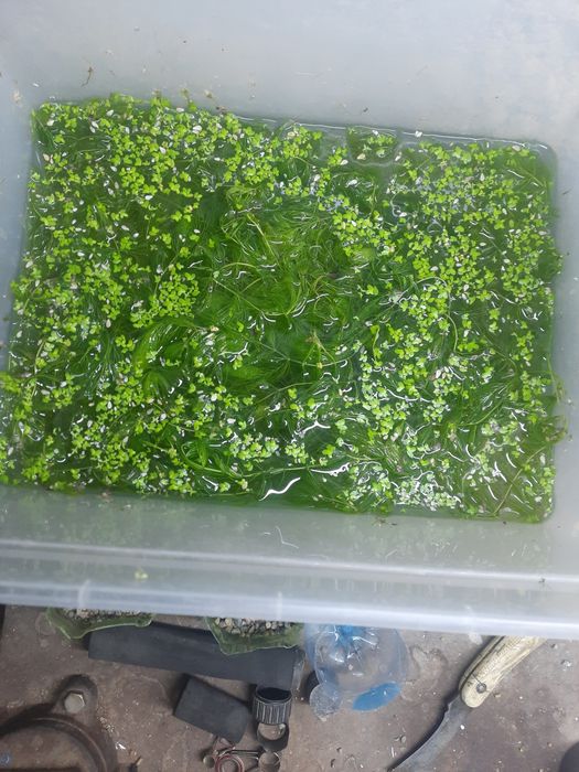 Аквариумные растения