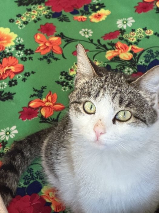 Отдам даром красивых и здоровых котят.