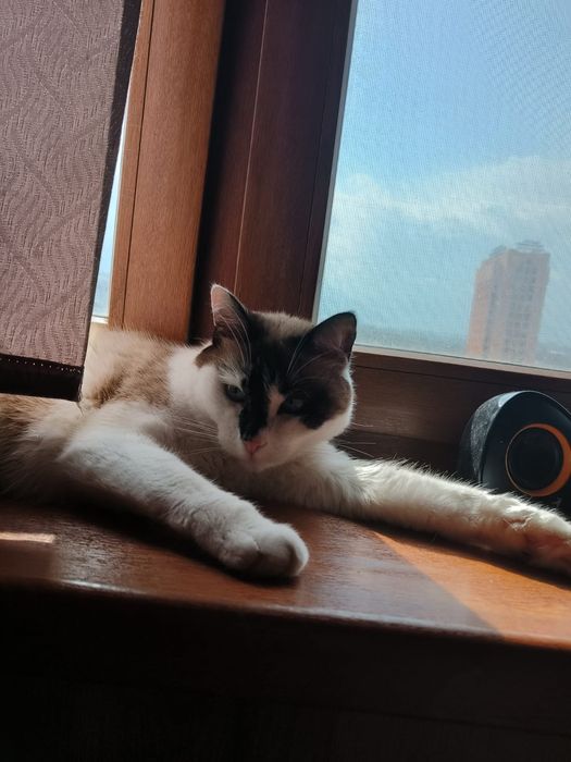 Отдаём кота в добрые руки