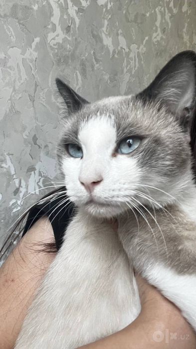 Snowshoe mushuk 1yarim yosh ogil bola