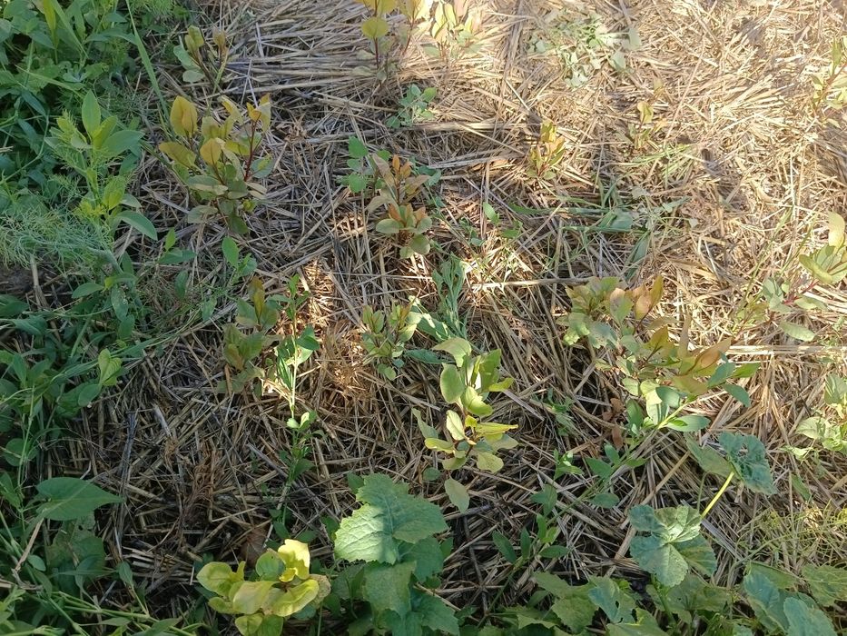 Фисташковое дерево