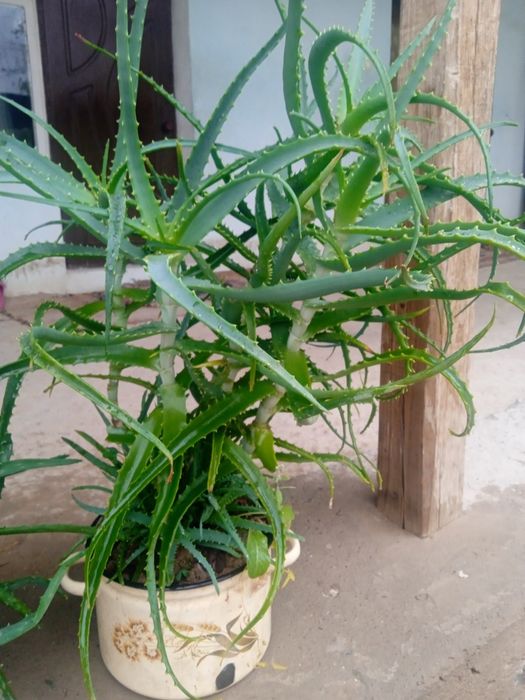 Aloya sotiladi narhini kelishamiz