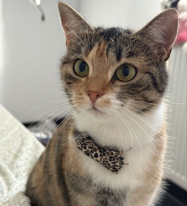 Donez pisică sterilizată, deparazitată