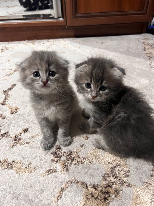 Продаются вислоухие котята