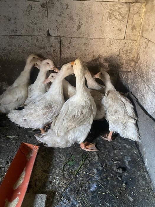 Vând rate de taiat4,5,6 kg 65 de lei