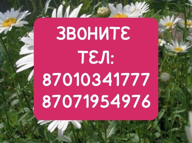 Эмульсия, Обой ,побелка, покраска