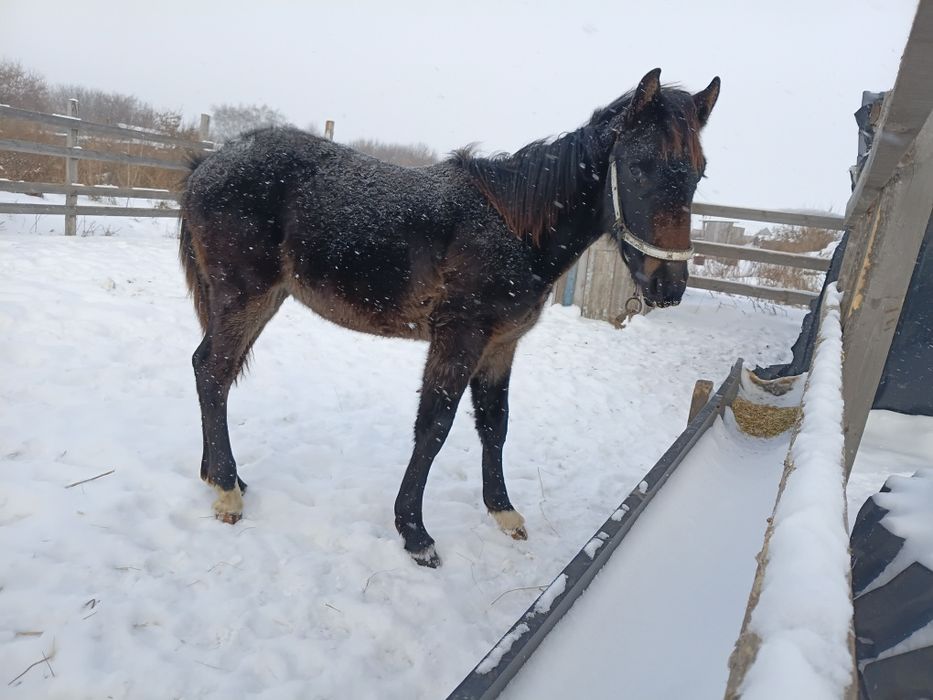 Продам жеребчика