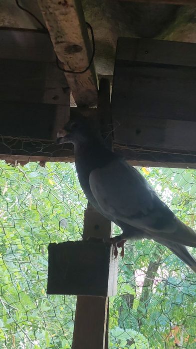 Disponibili porumbei