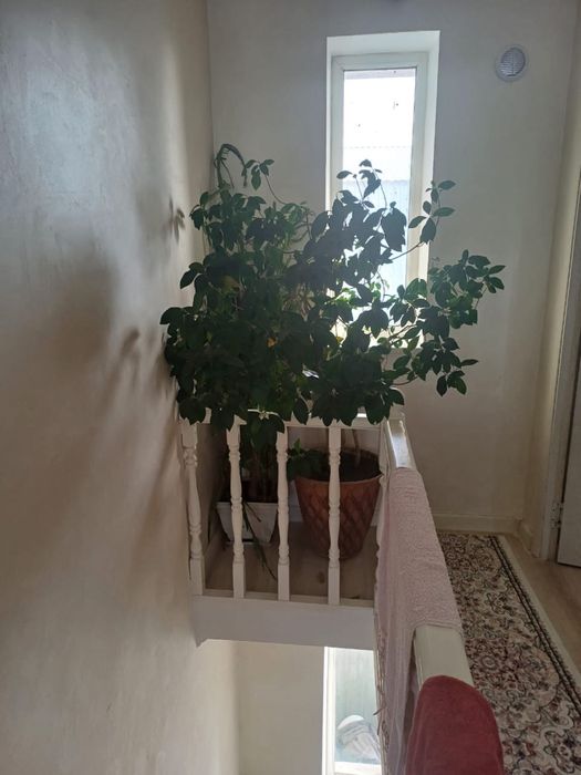 Продам Фикус большой