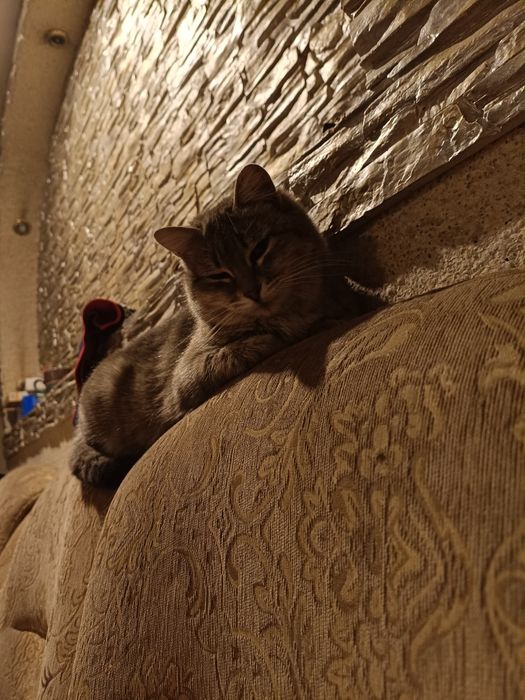 Кошка в хорошие руки