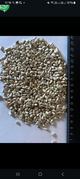 Сафлор!Зерновой чат.