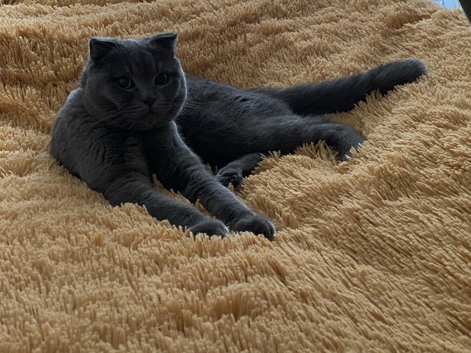 Вязкага эркак мушук скотиш-фолд/ Кот для вязки скотиш-фолд