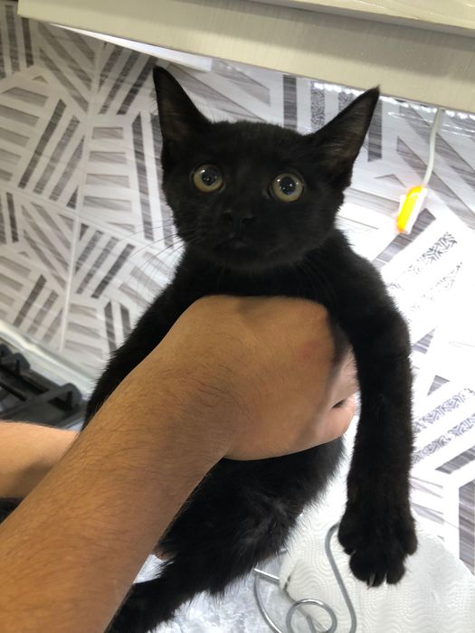 Отдаем котенка в хорошие руки