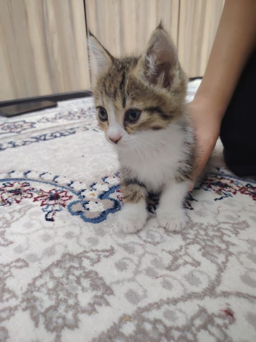 Даром отдам в хорошие руки котёнка