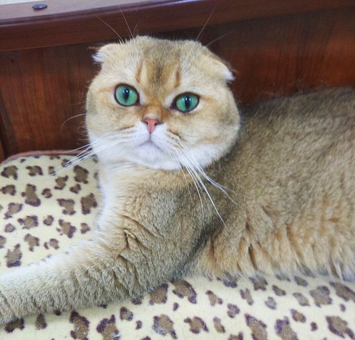 Кот Оскар на вязку