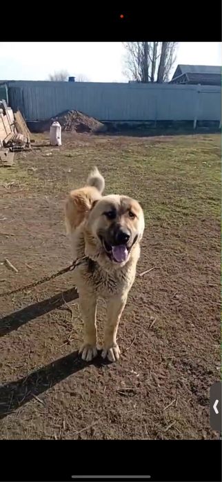 Алабай 1 год щенок