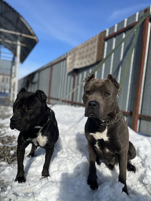 ВЯЗКА! Питбуль на вязку.