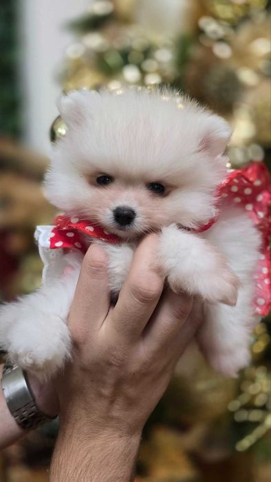 Мини Померанчета